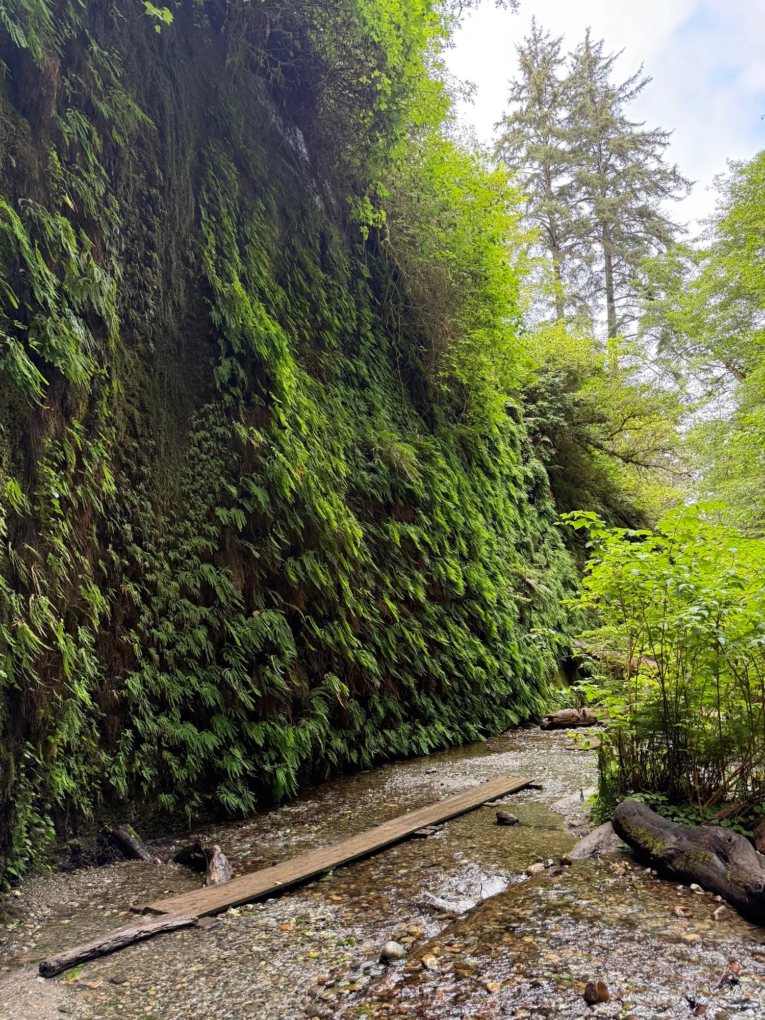 Fern canyon