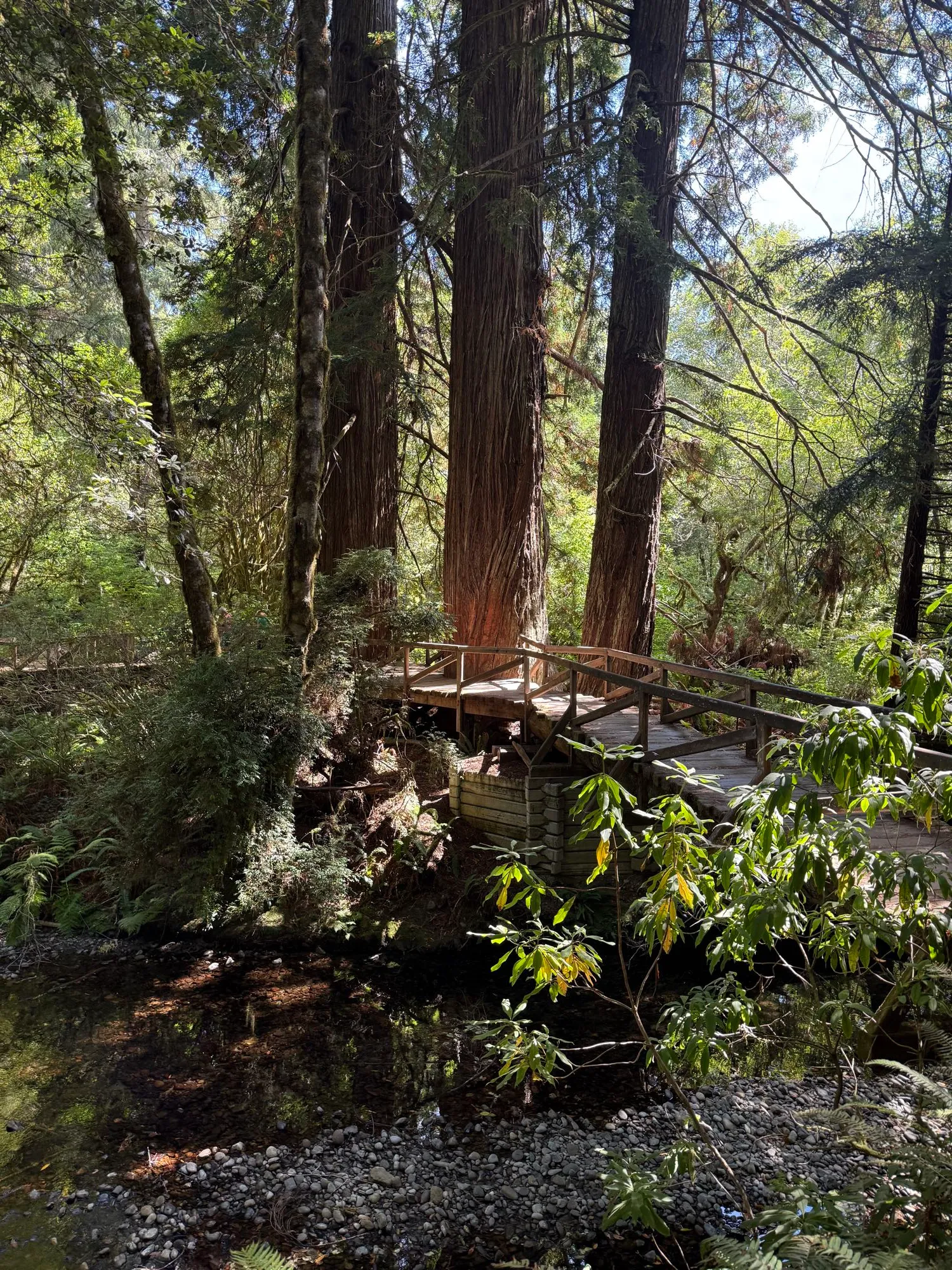 Redwood national park